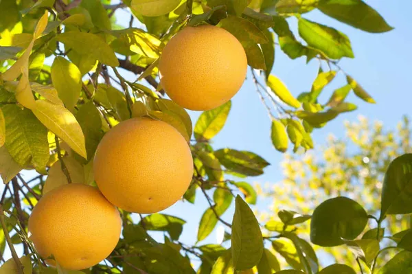 Vietnami_Mosambi_Lemon_Hybrid_Fruit_Plant