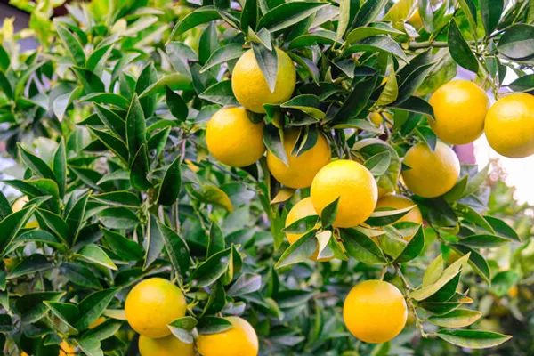 Vietnami_Mosambi_Lemon_Hybrid_Fruit_Plant