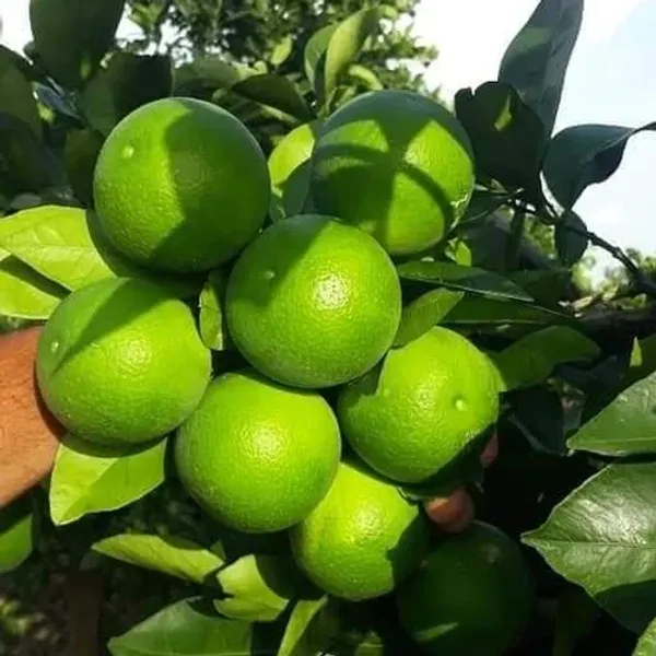 Verakata_Grafted_Hybrid_Malta_Mousambi/Malta/Malta_Orange_Sweet_Fruit_Plant