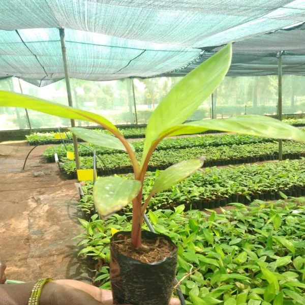 Tissue_Culture_Red_Banana_Plant