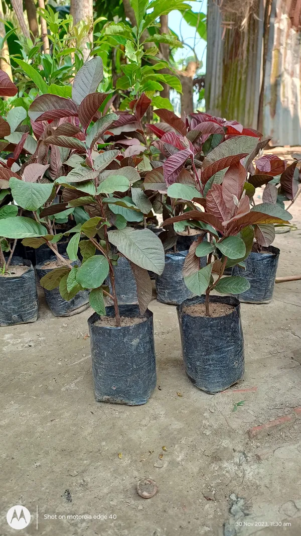 Japanese_Red_Guava_Hybrid_Fruit_Plant