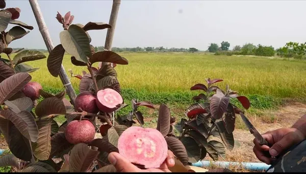 Japanese_Red_Guava_Hybrid_Fruit_Plant