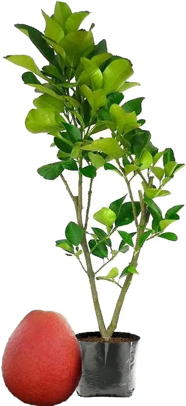 Red_Thai_Red_Pomelo_Hybrid_Grafted_Fruit_Plant