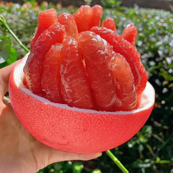 Red_Thai_Red_Pomelo_Hybrid_Grafted_Fruit_Plant