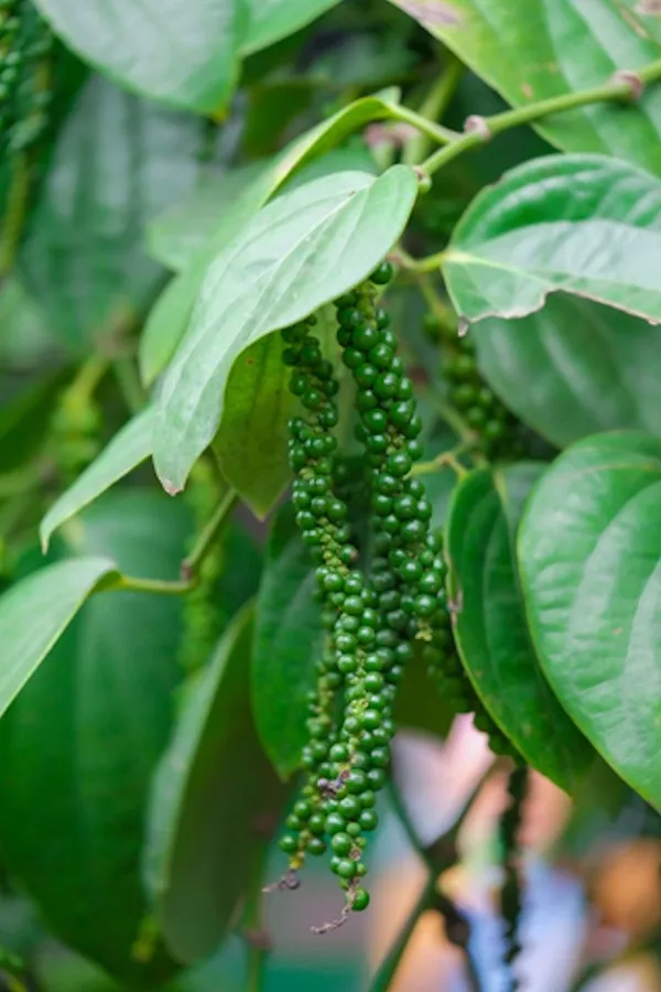 Vietnam_Black_Pepper_Plant