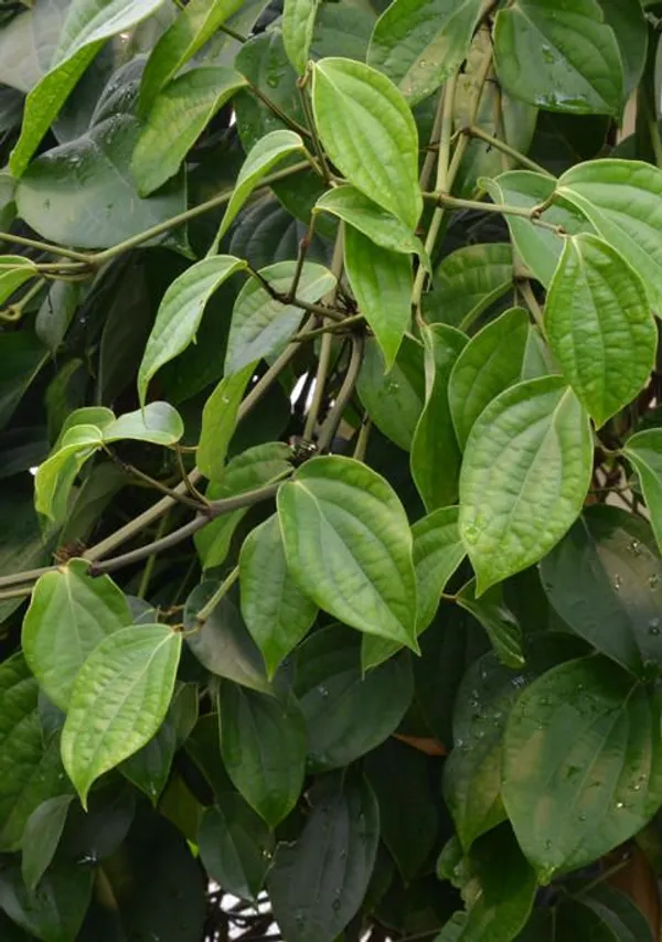 Vietnam_Black_Pepper_Plant