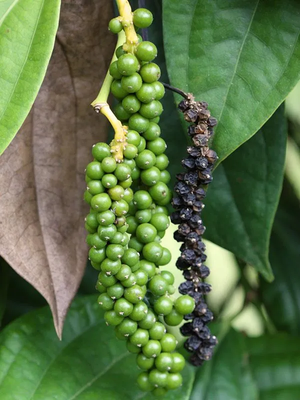 Vietnam_Black_Pepper_Plant