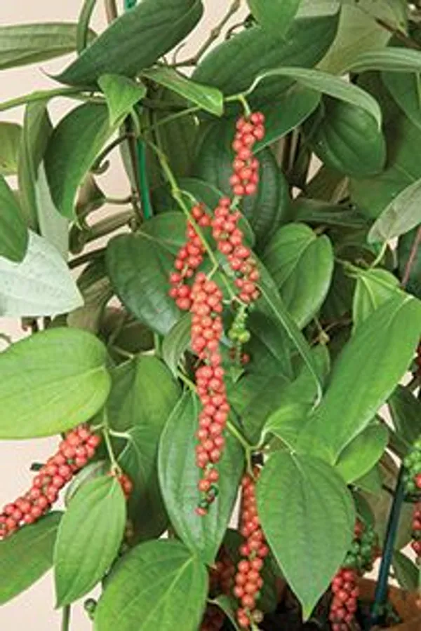Vietnam_Black_Pepper_Plant