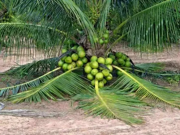 Vietnam_Hybrid_Coconut_Plant_(Pack_Of_1)