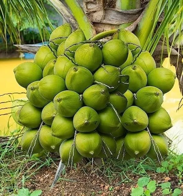 Vietnam_Hybrid_Coconut_Plant_(Pack_Of_1)