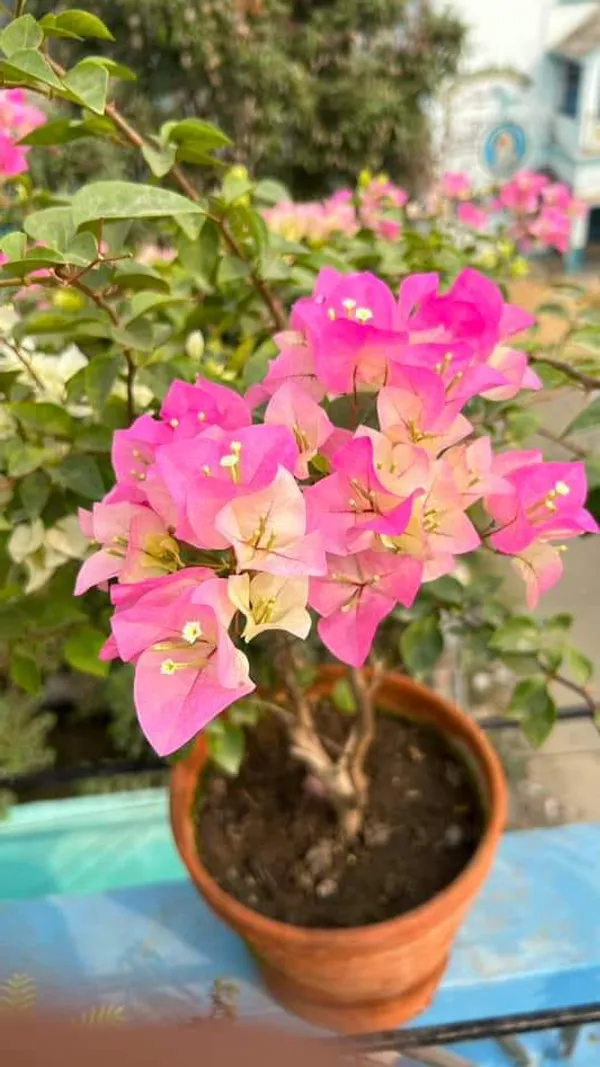 Violet_Bougainvillea_Flower_Plant_(Pack_Of_1)