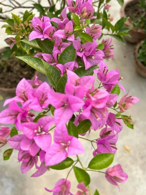 Violet_Bougainvillea_Flower_Plant_(Pack_Of_1)