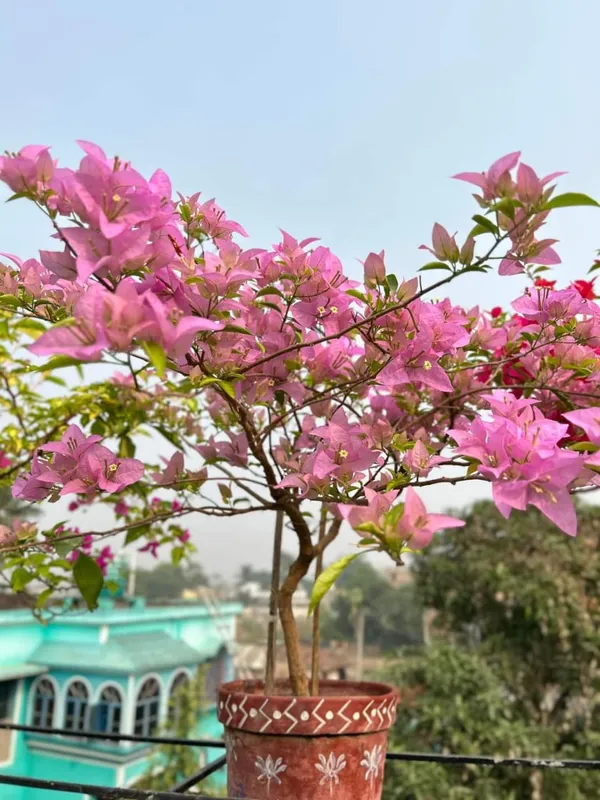 Violet_Bougainvillea_Flower_Plant_(Pack_Of_1)