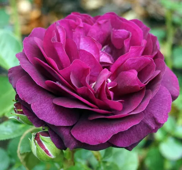 Violet_Rose_Flower_Plant_(_Pack_Of_1_)