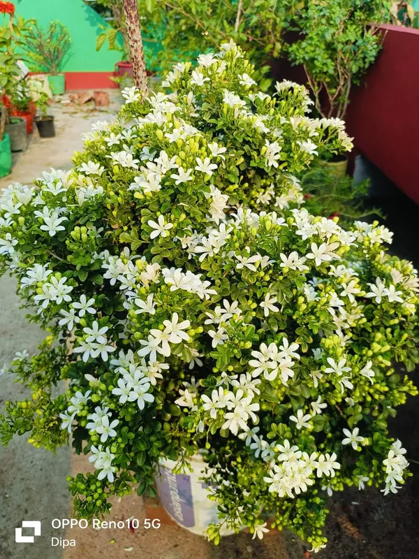 Imported_Mini_Madhu_Kamini_White_Flower_Bonsai_Plant_for_Home_Garden