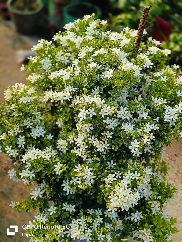 Imported_Mini_Madhu_Kamini_White_Flower_Bonsai_Plant_for_Home_Garden