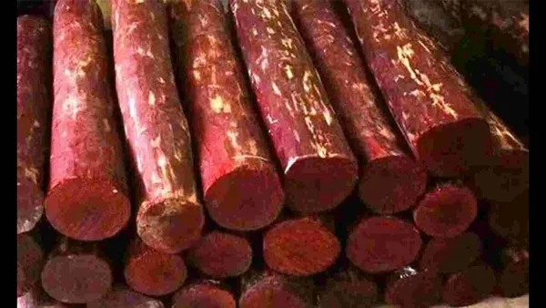 Red_Rare__Sandalwood_Plant_|_Lal_Chandan_Plant_(Pack_Of_1)