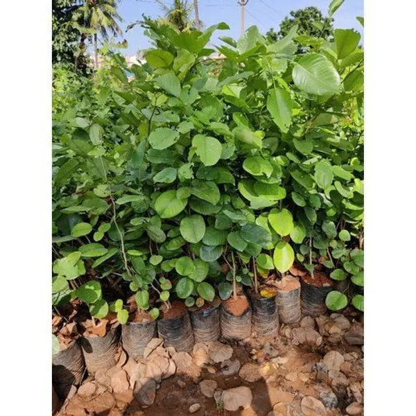 Red_Rare__Sandalwood_Plant_|_Lal_Chandan_Plant_(Pack_Of_1)