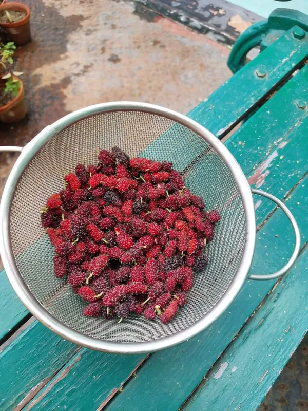 Blue_Kanva__Mulberry_Hybrid_Plants_Organic__Plant_For_Gardening