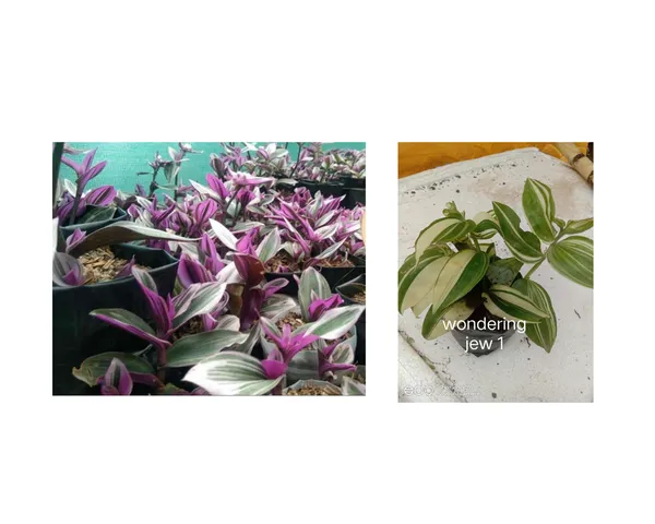 wandering_jew_purple_and_verigated_combo