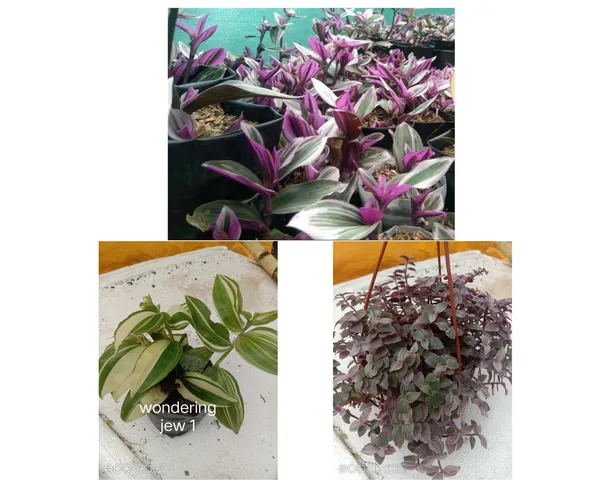 wandering_jew_purple_,_pink_lady,_and_verigated_combo