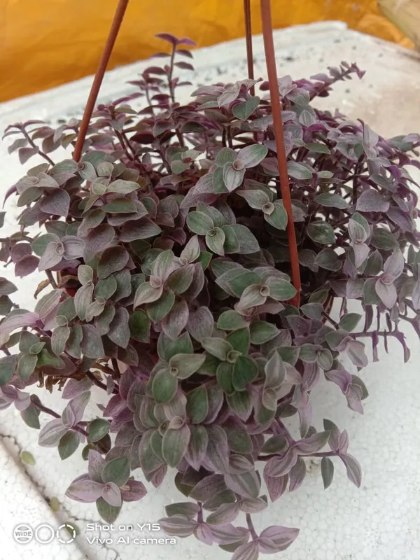 wandering_jew_pink_lady