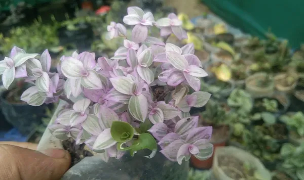 wandering_jew_pink_lady