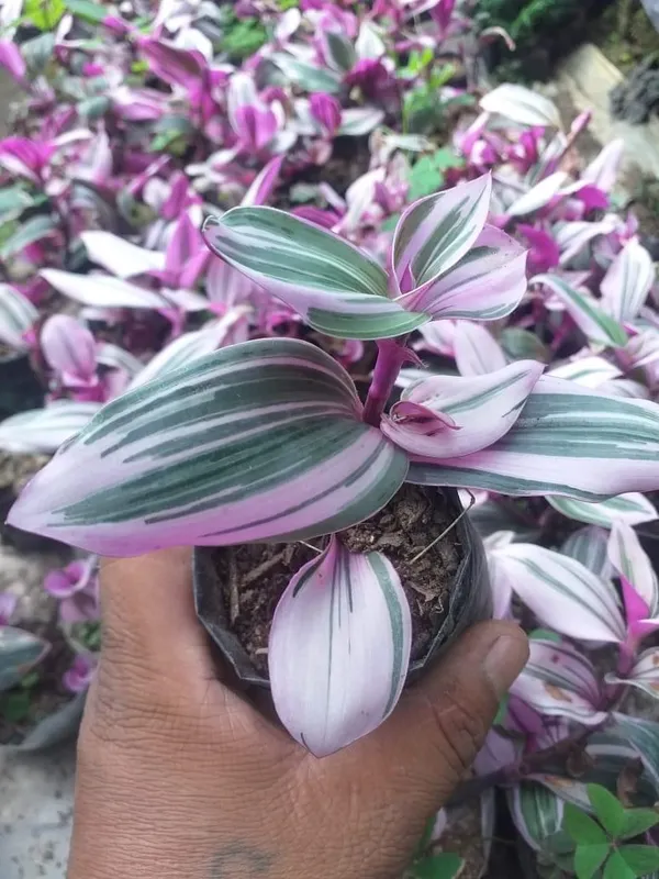 wandering_jew_purple