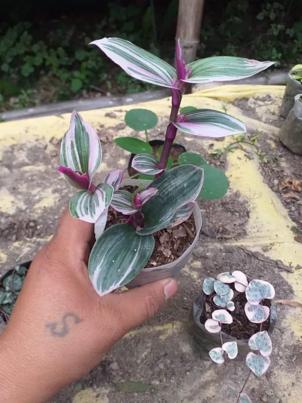 wandering_jew_purple