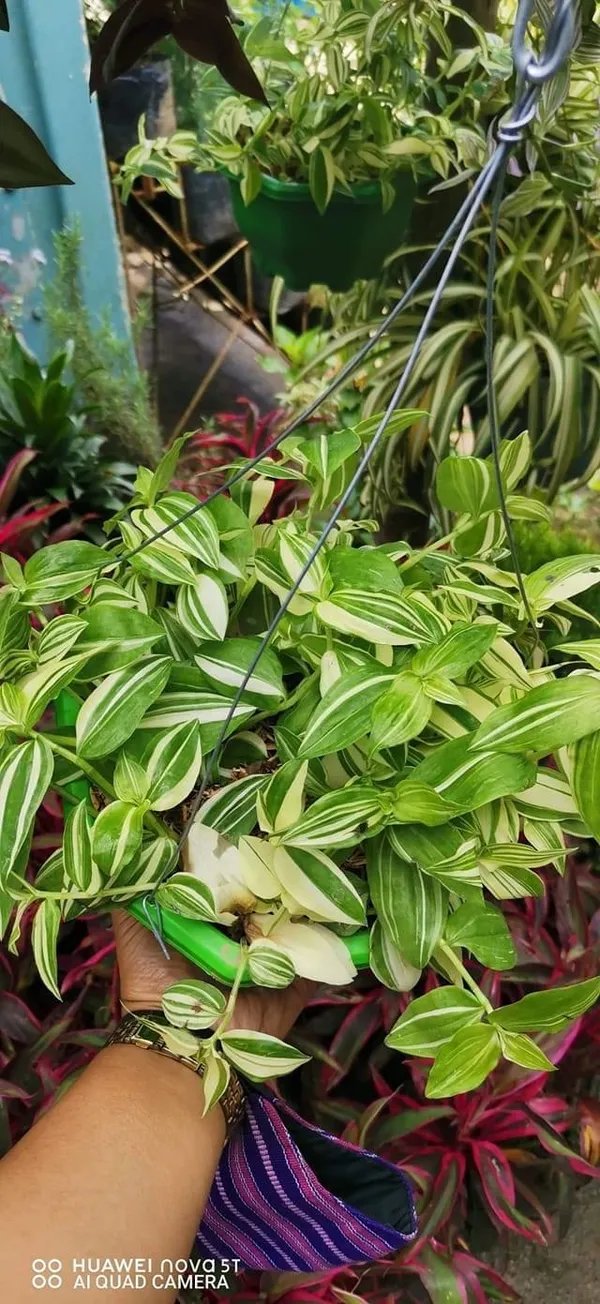 wandering_jew_verigated