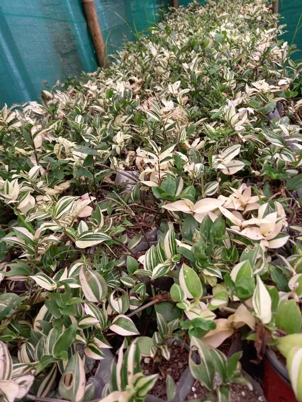 wandering_jew_verigated