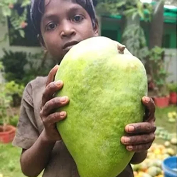 All_Time_Grafted_Big_Mango_Plant_Hybrid_Vietnam_Plant