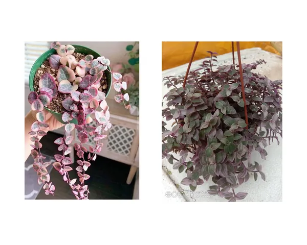 wandering_jew_pink_lady_and_string_of_heart_verigated_combo