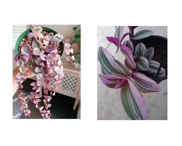 wandering_jew_purple_and_string_of_heart_verigated_combo