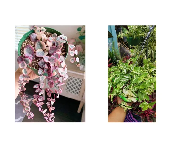 wandering_jew_verigated_and_string_of_heart_verigated_combo