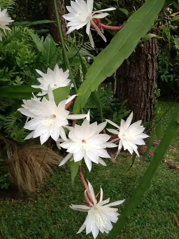 White_Brahma_Kamal_Night_Queen_Flower_Plant,_Pack_Of_1)