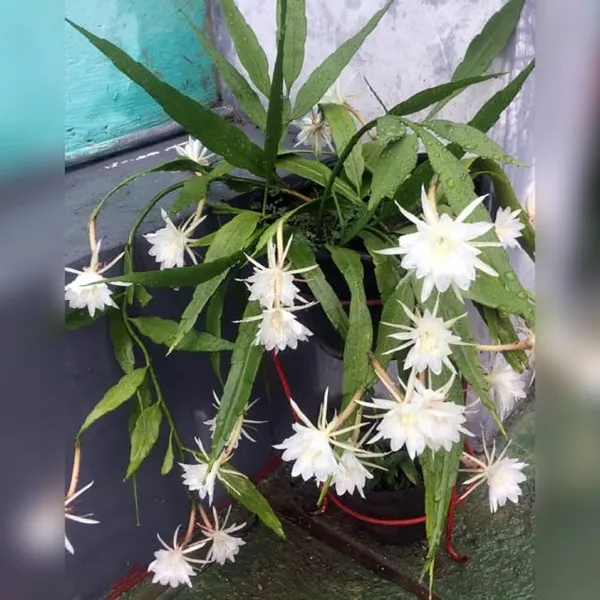 White_Brahma_Kamal_Night_Queen_Flower_Plant,_Pack_Of_1)