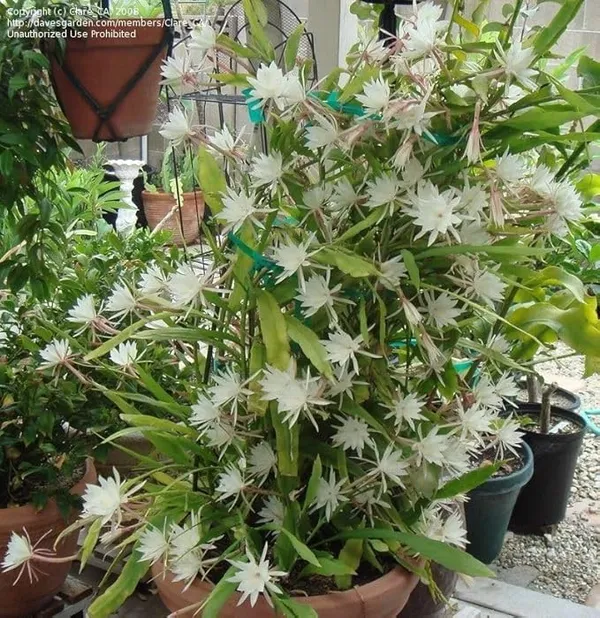 White_Brahma_Kamal_Night_Queen_Flower_Plant,_Pack_Of_1)