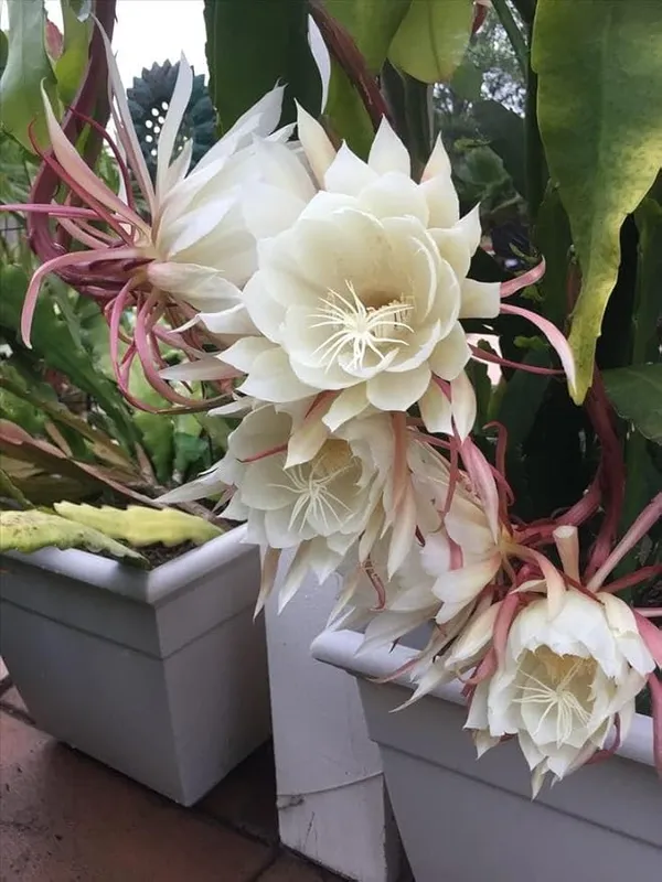 White_Brahma_Kamal/Queen_Of_Plant_The_Night_-_Flowering_Plants_Flowers_Garden_Plant_Nursery_Indoor_Outdoor__Plants