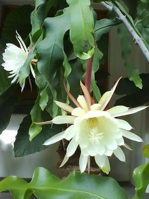 White_Brahma_Kamal/Queen_Of_Plant_The_Night_-_Flowering_Plants_Flowers_Garden_Plant_Nursery_Indoor_Outdoor__Plants