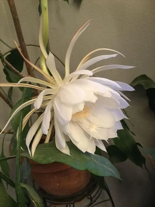 White_Brahma_Kamal/Queen_Of_Plant_The_Night_-_Flowering_Plants_Flowers_Garden_Plant_Nursery_Indoor_Outdoor__Plants