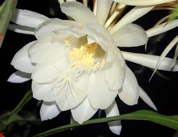White_Brahma_Kamal_/_Queen_Of_The_Night_?_Flowering_Plant_(Grafted)_?_Flowering_Plant_(Pack_Of_1)