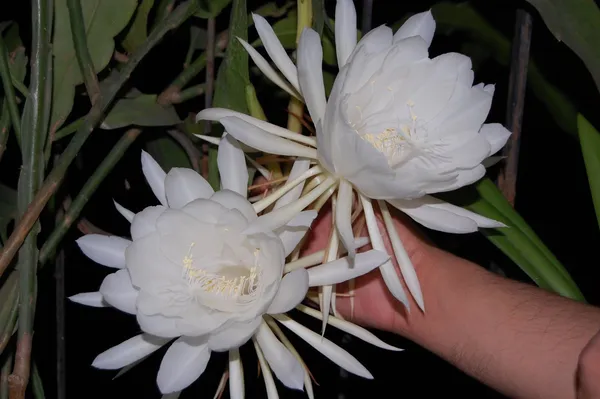 White_Brahma_Kamal_/_Queen_Of_The_Night_?_Flowering_Plant_(Grafted)_?_Flowering_Plant_(Pack_Of_1)