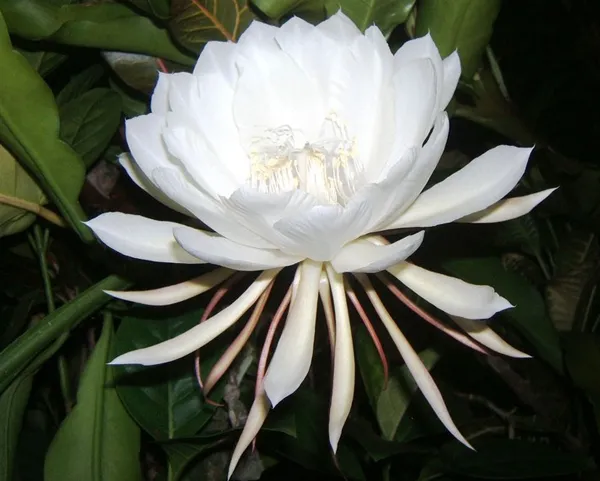 White_Brahma_Kamal_/_Queen_Of_The_Night_?_Flowering_Plant_(Grafted)_?_Flowering_Plant_(Pack_Of_1)