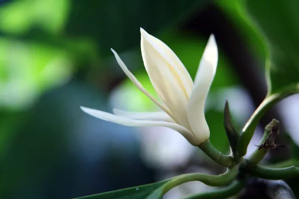 White__Champaca_Magnolia_Alba_Perfuming_Grafting_Flower_Plant