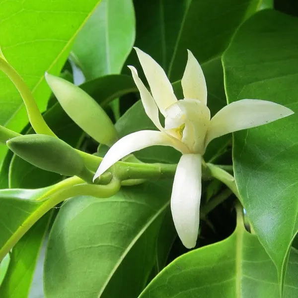 White_Champaca_Magnolia_Alba_Perfuming_Grafting_Flower_Plant_(1.5-2_Feet_Height_Pack_Of_1)