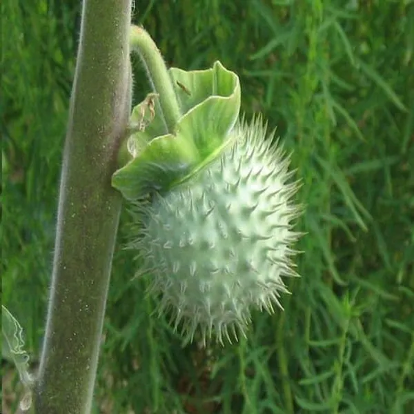 White_Dhutura_Flower_Plant