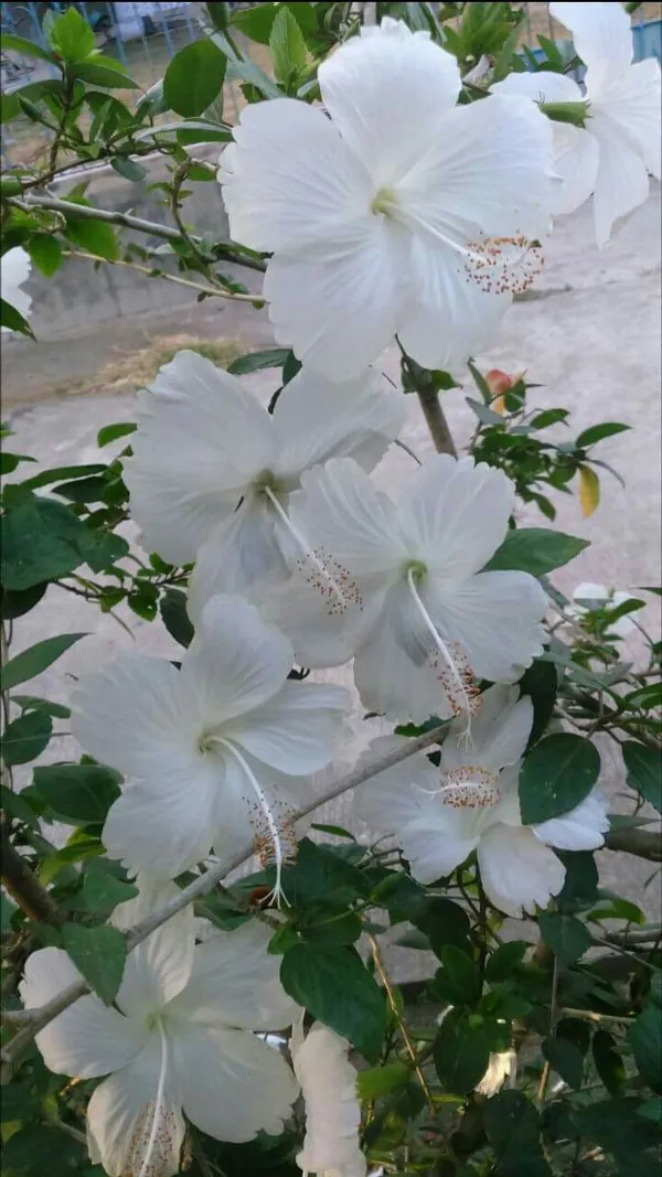 White_Hibiscus_flower
