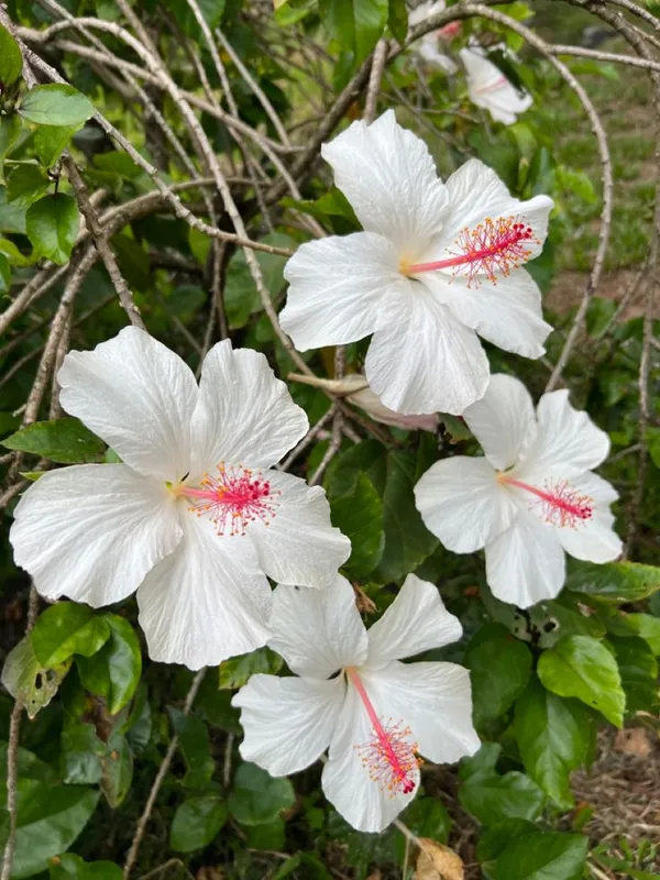 White_Hibiscus_flower