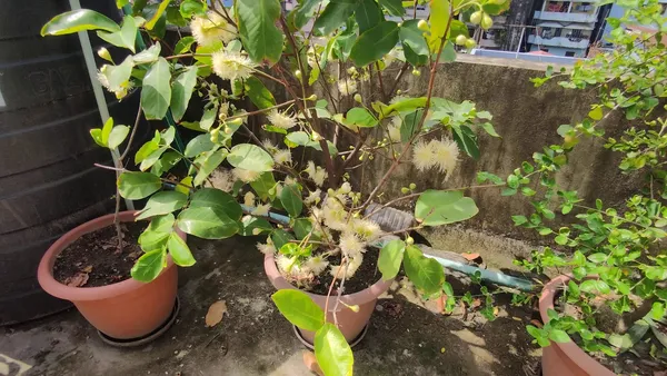 White_Hybrid_Jamrul/_Water_Apple_/Jambul_Fruit_Plant_(Pack_Of_1)